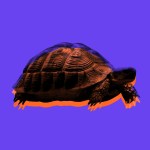 A turtle on a purple background