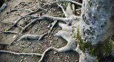Tree with many wide, deep roots.