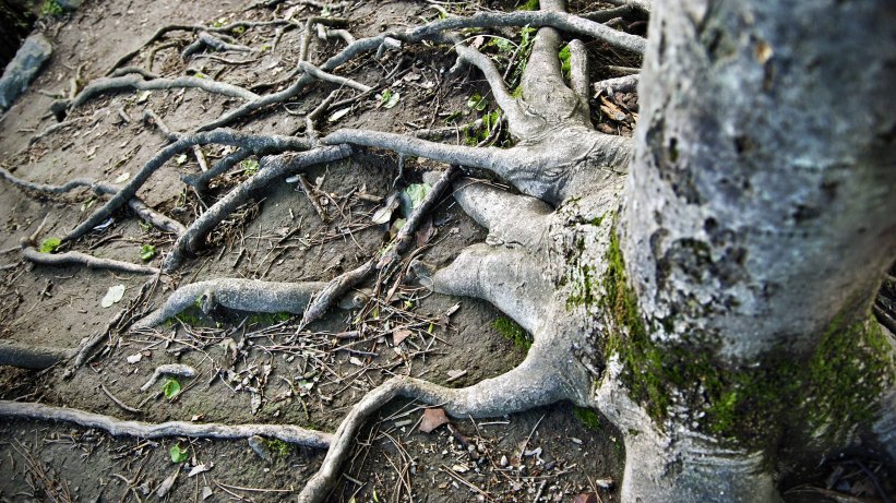 Tree with many wide, deep roots.